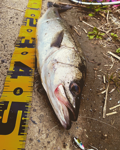 シーバスの釣果