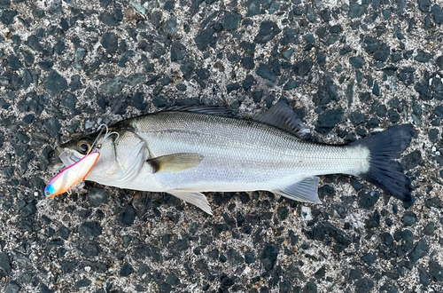 セイゴ（マルスズキ）の釣果