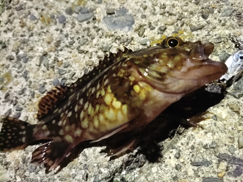 カサゴの釣果