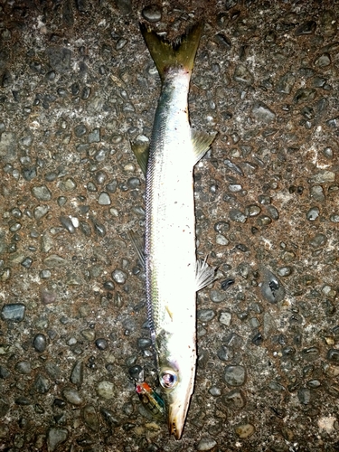 カマスの釣果