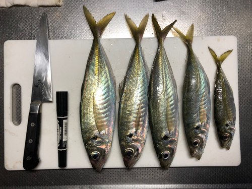 アジの釣果