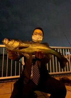 シーバスの釣果