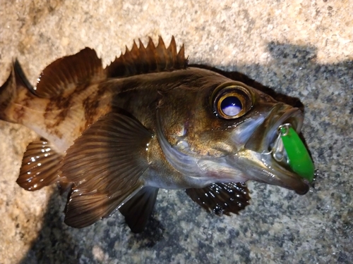 メバルの釣果