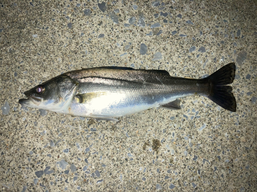 フッコ（マルスズキ）の釣果