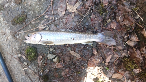 イワナの釣果