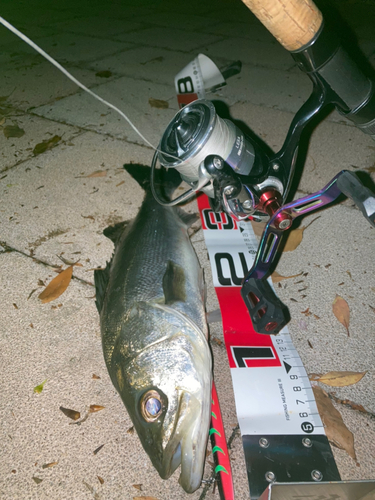 シーバスの釣果