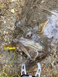 ヒラメの釣果