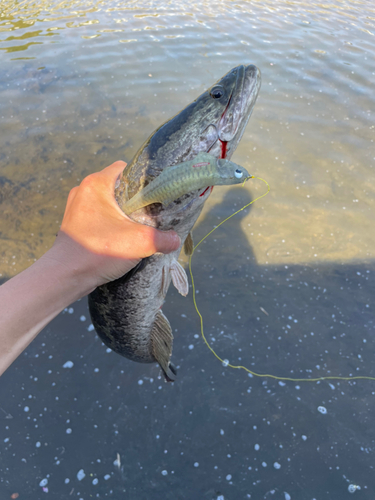 ライギョの釣果