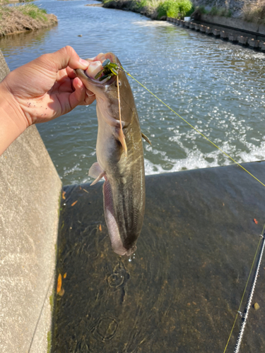 ナマズの釣果