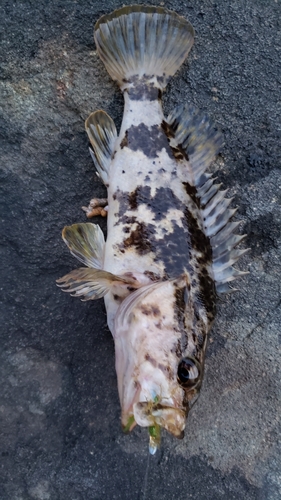 タケノコメバルの釣果