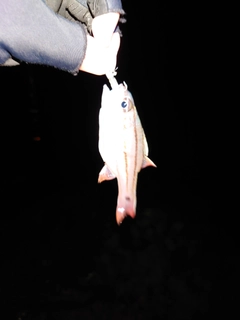 ネンブツダイの釣果