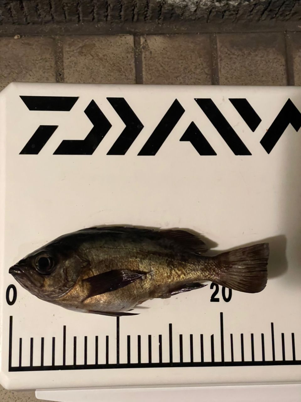 のうたりんさんの釣果 2枚目の画像