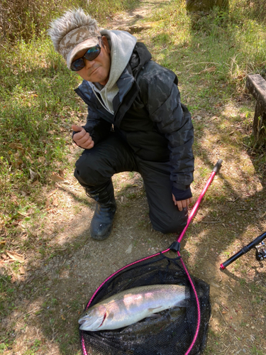 レインボートラウトの釣果