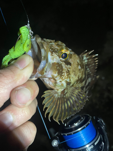 カサゴの釣果