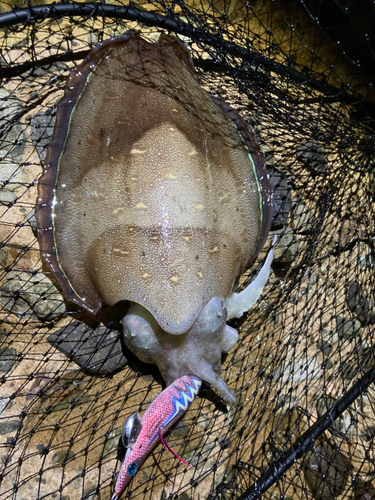 モンゴウイカの釣果