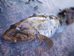 アイナメの釣果