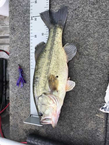 ブラックバスの釣果