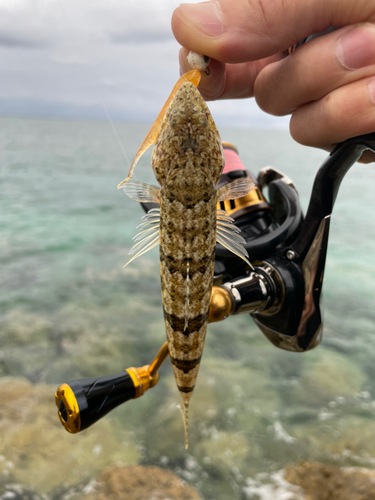 エソの釣果