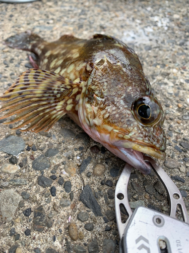 カサゴの釣果