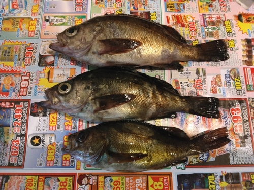 シロメバルの釣果