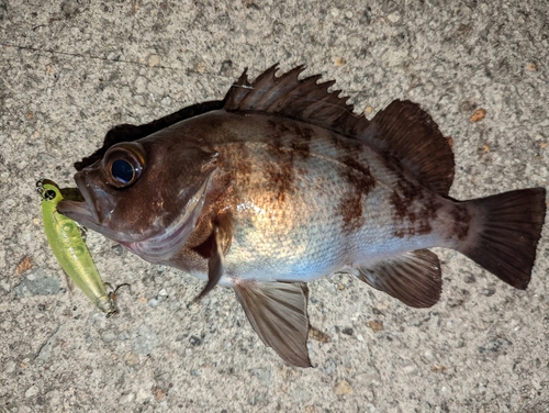 アカメバルの釣果