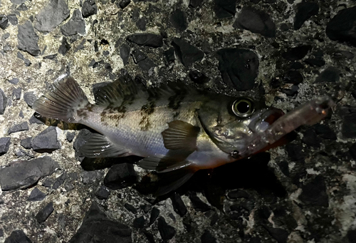 クロメバルの釣果