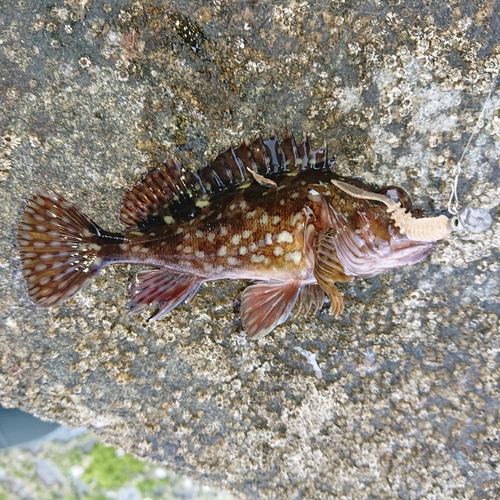 アラカブの釣果