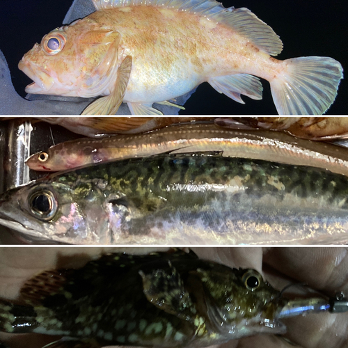 サバの釣果