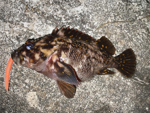 オウゴンムラソイの釣果