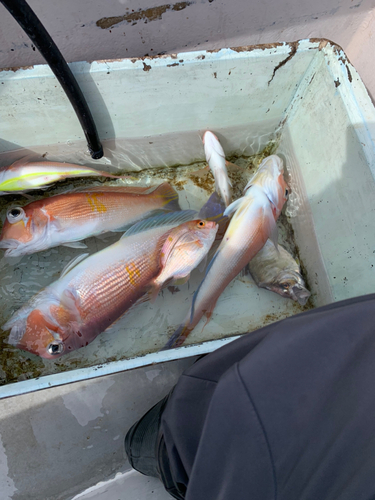 アマダイの釣果