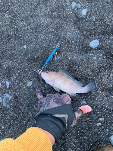 オオモンハタの釣果