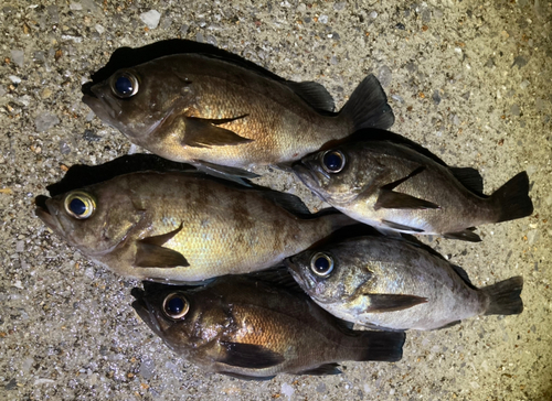 メバルの釣果