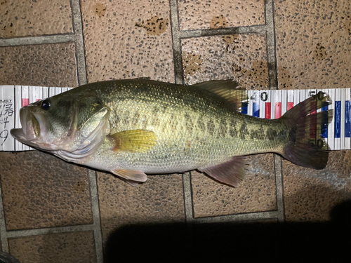 ブラックバスの釣果