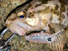 タケノコメバルの釣果