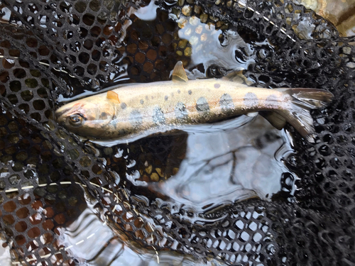 ヤマメの釣果