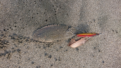 シタビラメの釣果