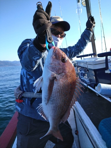 マダイの釣果