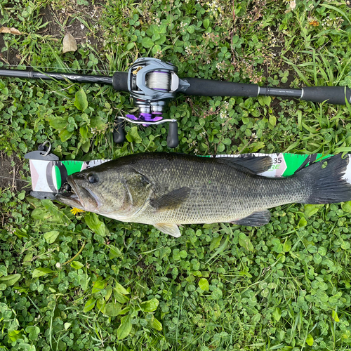 ブラックバスの釣果