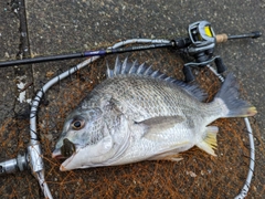 キビレの釣果