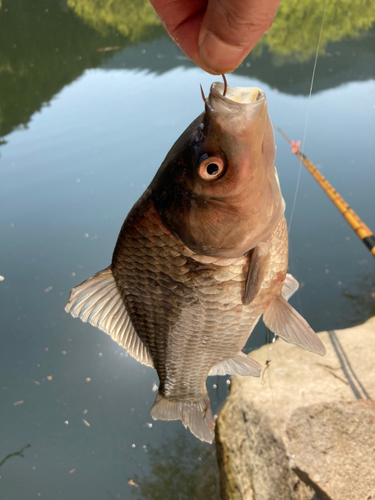 ヘラブナの釣果