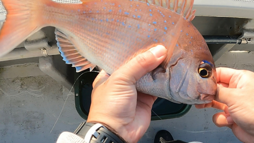 マダイの釣果