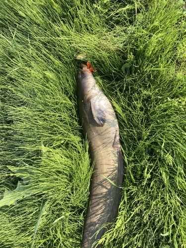 ナマズの釣果