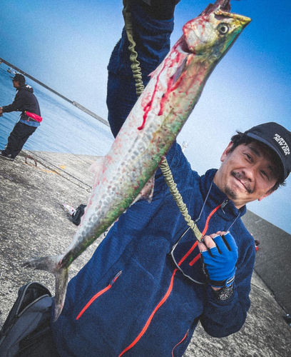 サゴシの釣果