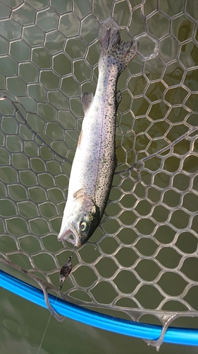 ニジマスの釣果