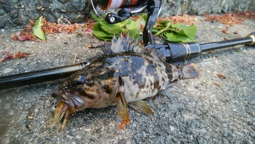 タケノコメバルの釣果