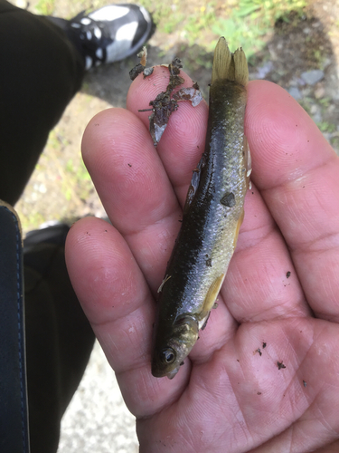 アブラハヤの釣果