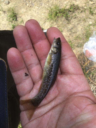 アブラハヤの釣果