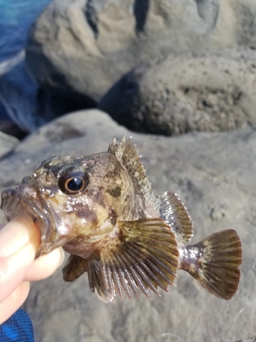 ムラソイの釣果