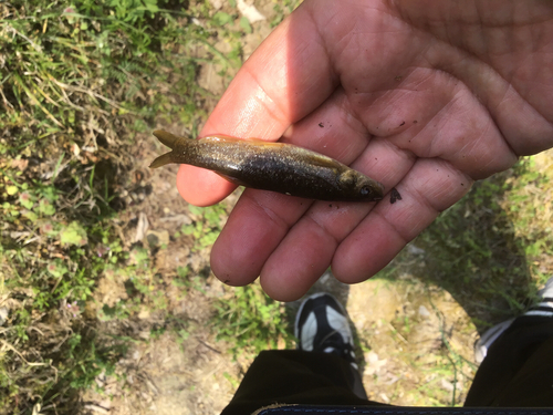 アブラハヤの釣果