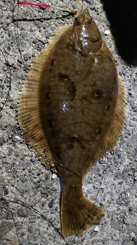 カレイの釣果